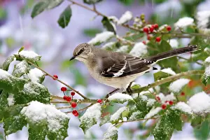 Northern Mockingbird (Mimus polyglottos) adult