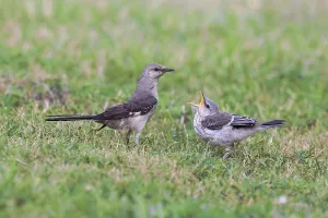 Northern Mockingbird (Mimus polyglottos) adult