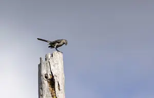 Northern mockingbird Mimus polyglottos perches high on a dead tree in Southwest Florida