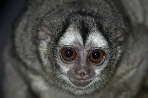 Northern Night Monkey (Aotus trivirgatus boliviensis)