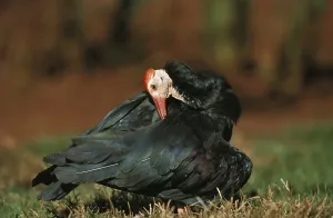 Northern northern bald ibis (geronticus eremita)