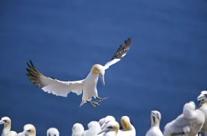 NORTHERN northern gannet (sula bassana)