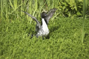 Northern Pintail (anas acuta), Adult in Pond