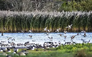 Northern Pintail, Anas acuta, Birds in flight over marshes