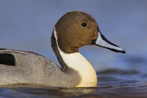 Northern Pintail (Anas acuta) male