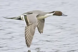 Northern Pintail (Anas acuta) male flying
