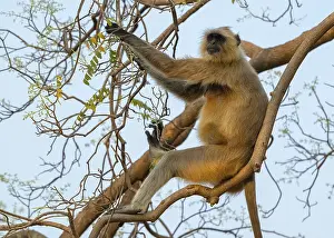 Northern plains gray langur (Semnopithecus entellus)