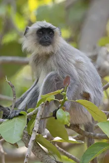 Northern plains gray langur (Semnopithecus entellus)
