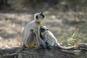 Northern plains gray langur (Semnopithecus entellus)