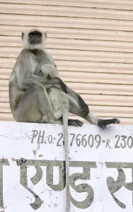 Northern Plains Gray Langur (Semnopithecus entellus)