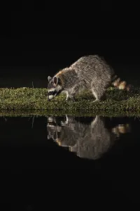 Northern Raccoon (Procyon lotor)