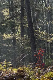 Northern red oak (Quercus rubra)