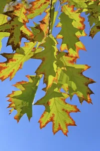 Northern red oak (Quercus rubra)