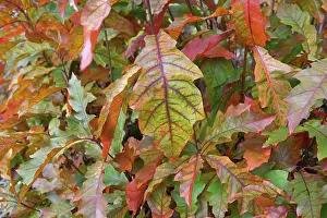 Northern red oak (Quercus rubra)