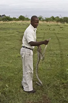 Northern Rock Python, Northern Rock Pythons