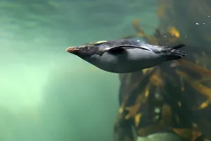Northern Rockhopper Penguin (Eudyptes chrysocome)