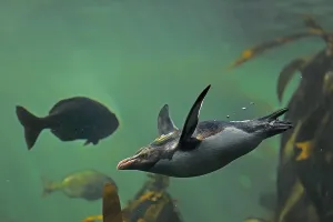 Northern Rockhopper Penguin (Eudyptes chrysocome)