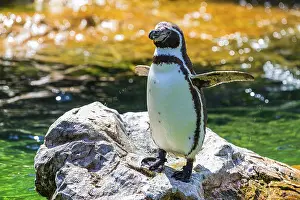 Northern rockhopper penguin (Eudyptes moseleyi)