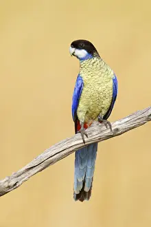 Northern Rosella (Platycercus venustus)