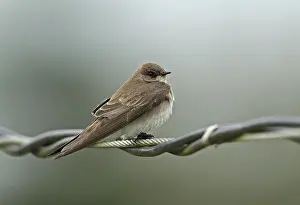 Northern Rough-winged Swallow, Northern Rough-winged Swallow