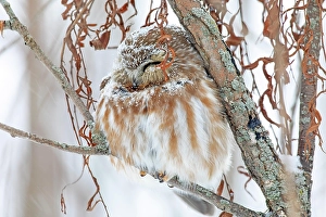 Northern saw-whet owl (Aegolius acadicus)