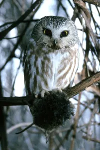 Northern Saw-whet Owl (Aegolius acadicus)