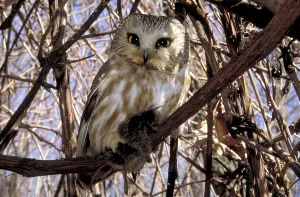 Northern Saw-whet Owl (Aegolius acadicus)
