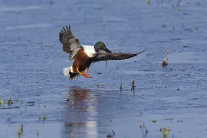 Northern Shoveler (Anas clypeata)