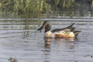 Northern shoveler (Spatula clypeata)