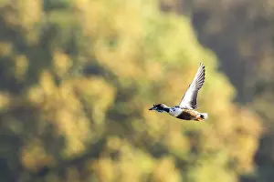 Northern Shoveler, Spatula clypeata