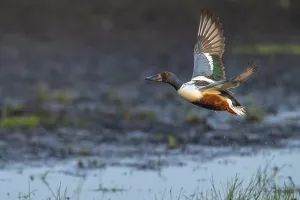 Northern shoveler (Spatula clypeata) (Syn)