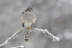 Northern sparrowhawk (Accipiter nisus)