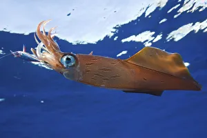 Northern squid on fishhook, Azores (Loligo forbesi)