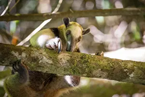 Northern tamandua (Tamandua mexicana)