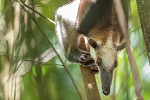 Northern tamandua (Tamandua mexicana)