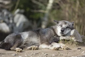 One Northern Timber wolf (Canis lupus occidentalis)
