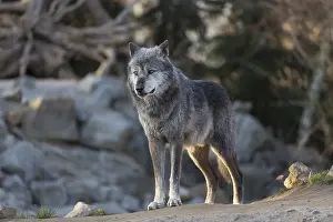 One Northern Timber wolf (Canis lupus occidentalis)