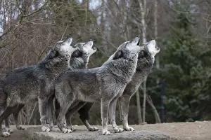 Four Northern Timber wolves (Canis lupus occidentalis)