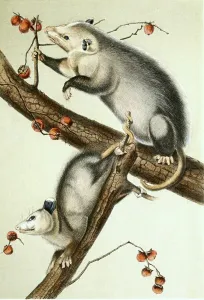 Northern or Virginia opossum (Didelphis virginiana)