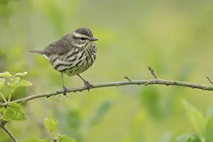 Northern Waterthrush (Parkesia noveboracensis)