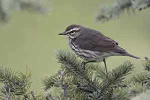 Northern Waterthrush (Parkesia noveboracensis)