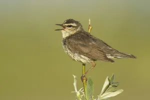 Northern Waterthrush (Parkesia noveboracensis) singing