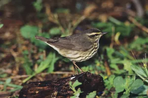 Northern Waterthrush (Seiurus noveboracensis)