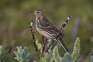 Northern wheatear (Oenanthe oenanthe)