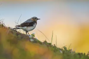 Northern wheatear (Oenanthe oenanthe)
