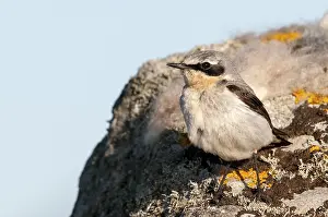 Northern Wheatear (Oenanthe oenanthe)