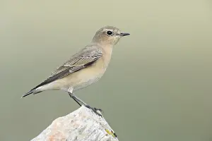 Northern Wheatear (Oenanthe oenanthe) female
