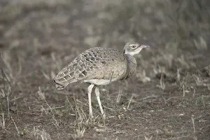 Northern White-bellied Bustard (Eupodotis senegalensis)