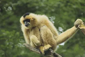 Northern white-cheeked gibbon (Hylobates leucogenys)