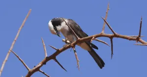 Northern White-crowned Shrike, eurocephalus rueppelli